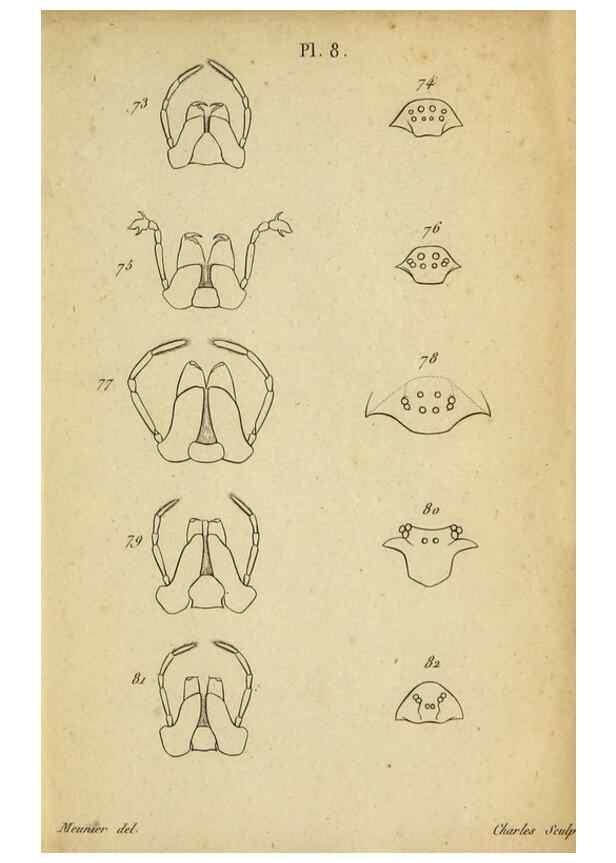 Reproducción/Reproduction 9358686396: Tableau des aranéïdes .... Paris,Impr. de Dentu,1805.