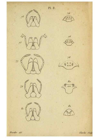 Reproducción/Reproduction 9358686396: Tableau des aranéïdes .... Paris,Impr. de Dentu,1805.