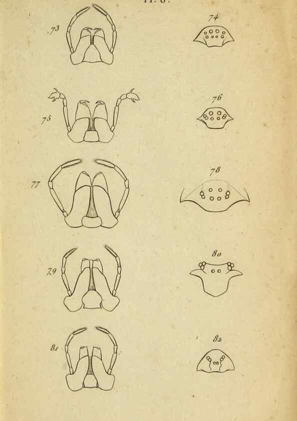 Reproducción/Reproduction 9358686396: Tableau des aranéïdes .... Paris,Impr. de Dentu,1805.