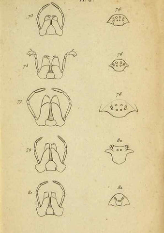 Reproducción/Reproduction 9358686396: Tableau des aranéïdes .... Paris,Impr. de Dentu,1805.