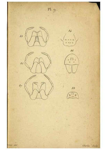 Reproducción/Reproduction 9355912801: Tableau des aranéïdes .... Paris,Impr. de Dentu,1805.