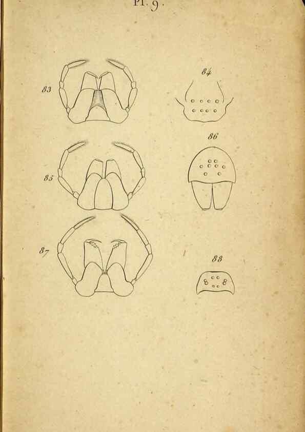 Reproducción/Reproduction 9355912801: Tableau des aranéïdes .... Paris,Impr. de Dentu,1805.