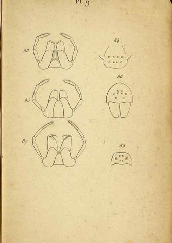 Reproducción/Reproduction 9355912801: Tableau des aranéïdes .... Paris,Impr. de Dentu,1805.