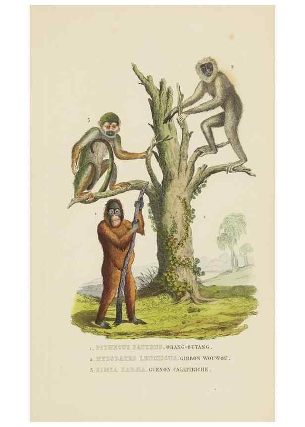 Reproducción/Reproduction 9368372997: Dictionnaire classique des sciences naturelles :. Brussels :Meline, Cans et Ce.,1853.