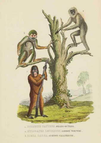Reproducción/Reproduction 9368372997: Dictionnaire classique des sciences naturelles :. Brussels :Meline, Cans et Ce.,1853.