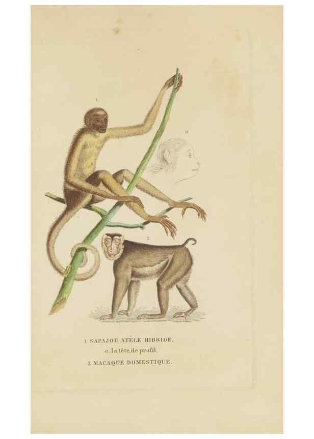Reproducción/Reproduction 9371153076: Dictionnaire classique des sciences naturelles :. Brussels :Meline, Cans et Ce.,1853.