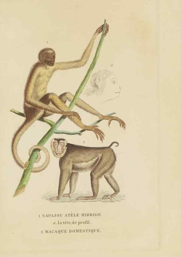 Reproducción/Reproduction 9371153076: Dictionnaire classique des sciences naturelles :. Brussels :Meline, Cans et Ce.,1853.