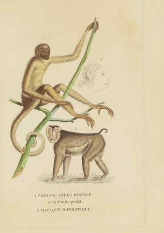 Reproducción/Reproduction 9371153076: Dictionnaire classique des sciences naturelles :. Brussels :Meline, Cans et Ce.,1853.