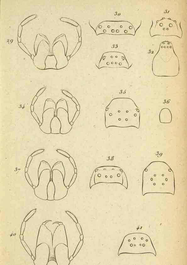 Reproducción/Reproduction 9358683102: Tableau des aranéïdes .... Paris,Impr. de Dentu,1805.
