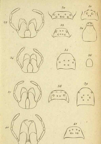 Reproducción/Reproduction 9358683102: Tableau des aranéïdes .... Paris,Impr. de Dentu,1805.
