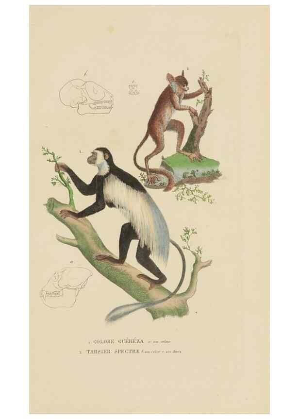 Reproducción/Reproduction 9371153916: Dictionnaire classique des sciences naturelles :. Brussels :Meline, Cans et Ce.,1853.