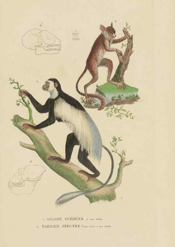 Reproducción/Reproduction 9371153916: Dictionnaire classique des sciences naturelles :. Brussels :Meline, Cans et Ce.,1853.