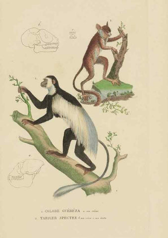 Reproducción/Reproduction 9371153916: Dictionnaire classique des sciences naturelles :. Brussels :Meline, Cans et Ce.,1853.