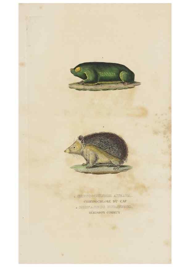 Reproducción/Reproduction 9371155496: Dictionnaire classique des sciences naturelles :. Brussels :Meline, Cans et Ce.,1853.