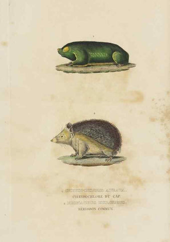 Reproducción/Reproduction 9371155496: Dictionnaire classique des sciences naturelles :. Brussels :Meline, Cans et Ce.,1853.
