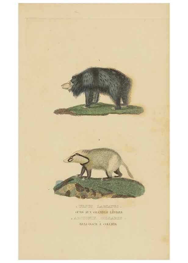 Reproducción/Reproduction 9368376873: Dictionnaire classique des sciences naturelles :. Brussels :Meline, Cans et Ce.,1853.