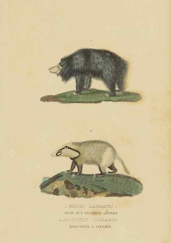 Reproducción/Reproduction 9368376873: Dictionnaire classique des sciences naturelles :. Brussels :Meline, Cans et Ce.,1853.