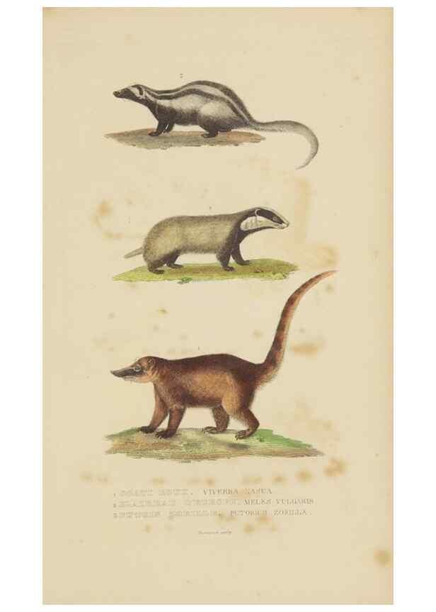 Reproducción/Reproduction 9368377657: Dictionnaire classique des sciences naturelles :. Brussels :Meline, Cans et Ce.,1853.