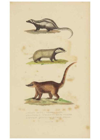 Reproducción/Reproduction 9368377657: Dictionnaire classique des sciences naturelles :. Brussels :Meline, Cans et Ce.,1853.