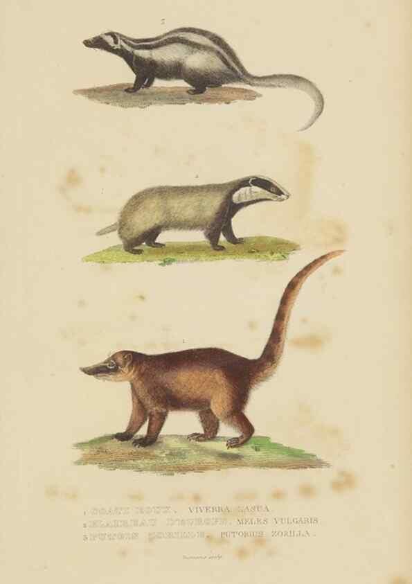 Reproducción/Reproduction 9368377657: Dictionnaire classique des sciences naturelles :. Brussels :Meline, Cans et Ce.,1853.