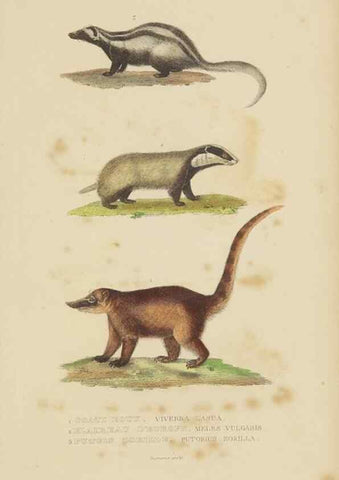 Reproducción/Reproduction 9368377657: Dictionnaire classique des sciences naturelles :. Brussels :Meline, Cans et Ce.,1853.
