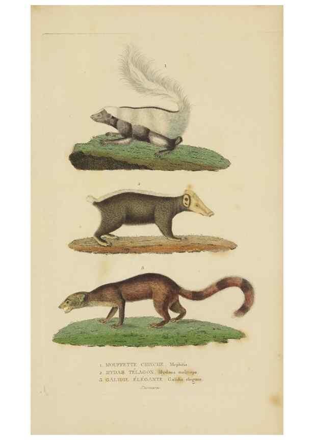 Reproducción/Reproduction 9371157776: Dictionnaire classique des sciences naturelles :. Brussels :Meline, Cans et Ce.,1853.