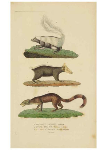 Reproducción/Reproduction 9371157776: Dictionnaire classique des sciences naturelles :. Brussels :Meline, Cans et Ce.,1853.