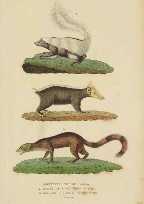 Reproducción/Reproduction 9371157776: Dictionnaire classique des sciences naturelles :. Brussels :Meline, Cans et Ce.,1853.