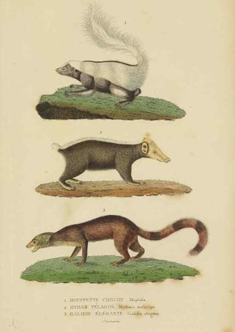 Reproducción/Reproduction 9371157776: Dictionnaire classique des sciences naturelles :. Brussels :Meline, Cans et Ce.,1853.