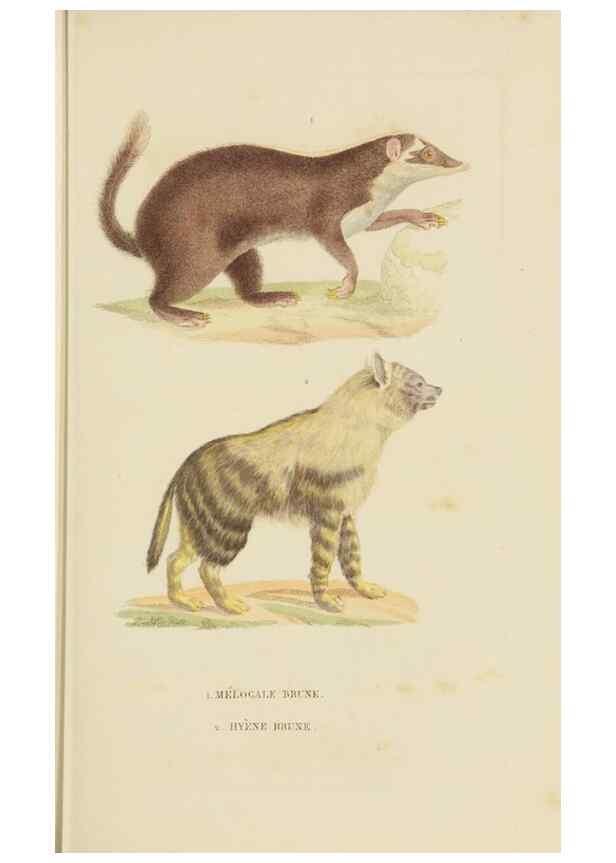 Reproducción/Reproduction 9368379429: Dictionnaire classique des sciences naturelles :. Brussels :Meline, Cans et Ce.,1853.