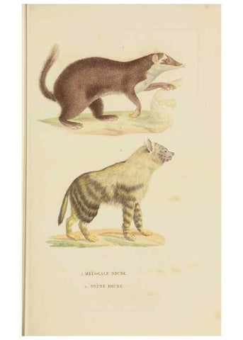 Reproducción/Reproduction 9368379429: Dictionnaire classique des sciences naturelles :. Brussels :Meline, Cans et Ce.,1853.