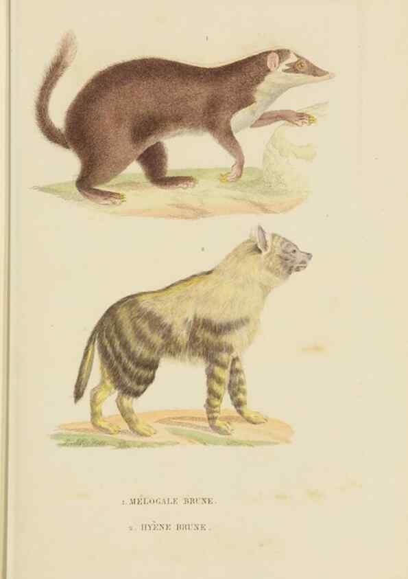 Reproducción/Reproduction 9368379429: Dictionnaire classique des sciences naturelles :. Brussels :Meline, Cans et Ce.,1853.