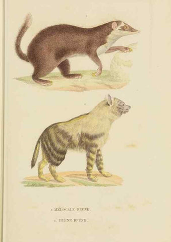 Reproducción/Reproduction 9368379429: Dictionnaire classique des sciences naturelles :. Brussels :Meline, Cans et Ce.,1853.