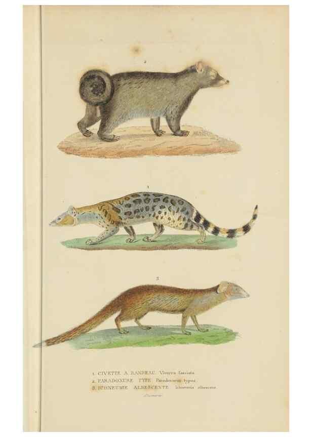Reproducción/Reproduction 9371159670: Dictionnaire classique des sciences naturelles :. Brussels :Meline, Cans et Ce.,1853.