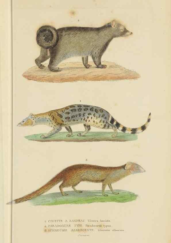 Reproducción/Reproduction 9371159670: Dictionnaire classique des sciences naturelles :. Brussels :Meline, Cans et Ce.,1853.