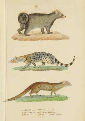Reproducción/Reproduction 9371159670: Dictionnaire classique des sciences naturelles :. Brussels :Meline, Cans et Ce.,1853.