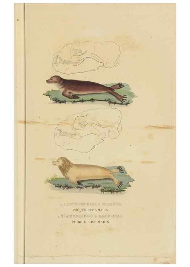 Reproducción/Reproduction 9368381085: Dictionnaire classique des sciences naturelles :. Brussels :Meline, Cans et Ce.,1853.