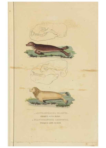 Reproducción/Reproduction 9368381085: Dictionnaire classique des sciences naturelles :. Brussels :Meline, Cans et Ce.,1853.