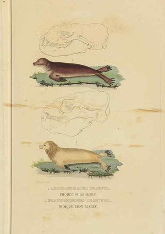 Reproducción/Reproduction 9368381085: Dictionnaire classique des sciences naturelles :. Brussels :Meline, Cans et Ce.,1853.