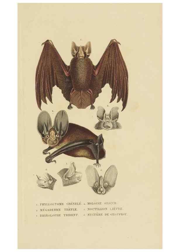 Reproducción/Reproduction 9368375573: Dictionnaire classique des sciences naturelles :. Brussels :Meline, Cans et Ce.,1853.