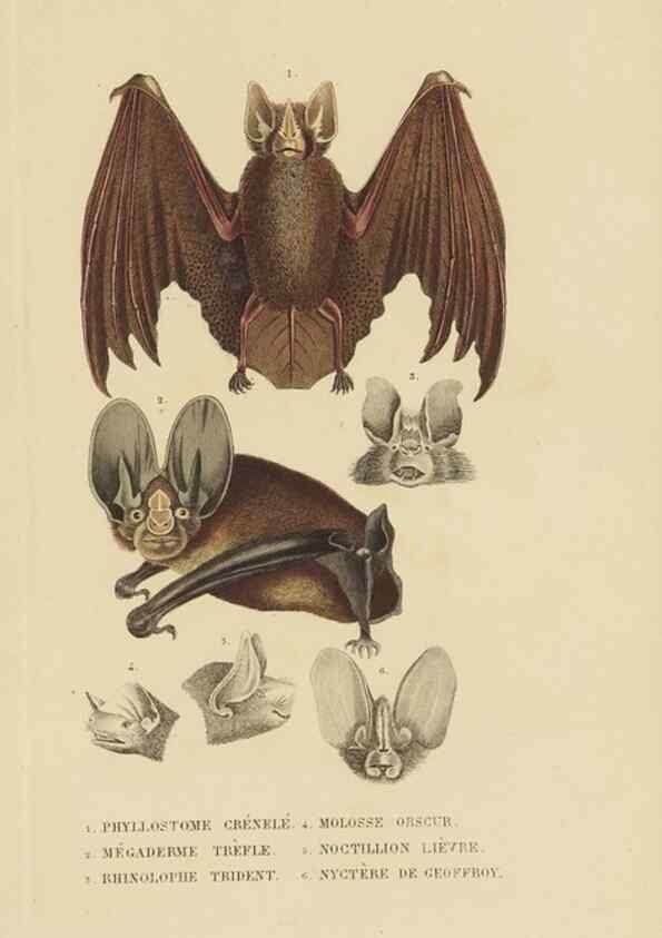 Reproducción/Reproduction 9368375573: Dictionnaire classique des sciences naturelles :. Brussels :Meline, Cans et Ce.,1853.