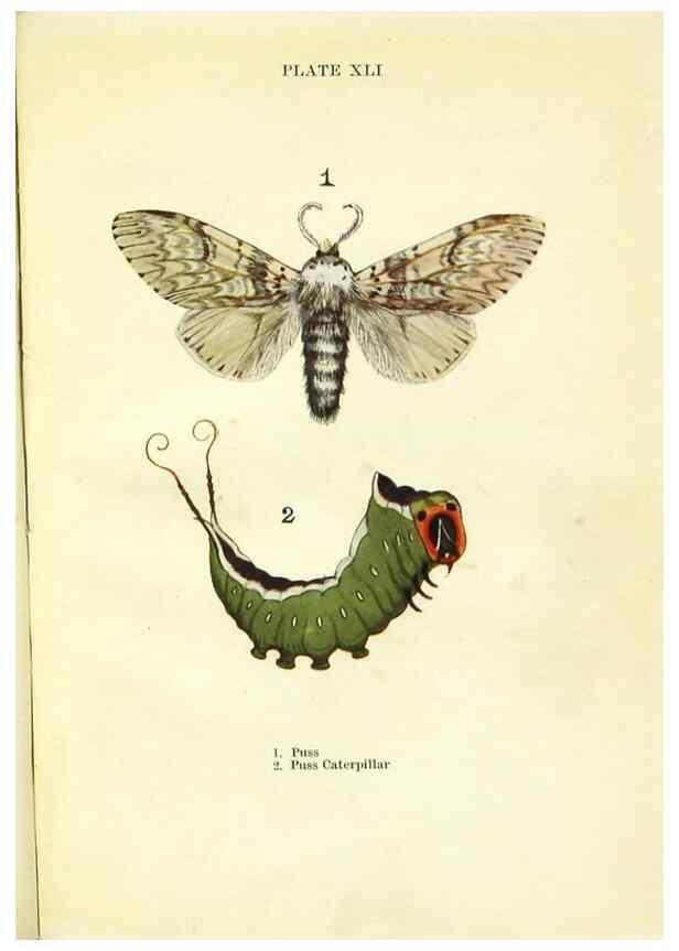 Reproducción/Reproduction 9264543330: Butterflies and moths,. London & Edinburgh,T.C. & E.C. Jack[1910]
