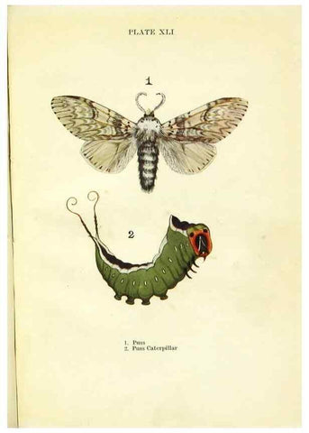 Reproducción/Reproduction 9264543330: Butterflies and moths,. London & Edinburgh,T.C. & E.C. Jack[1910]