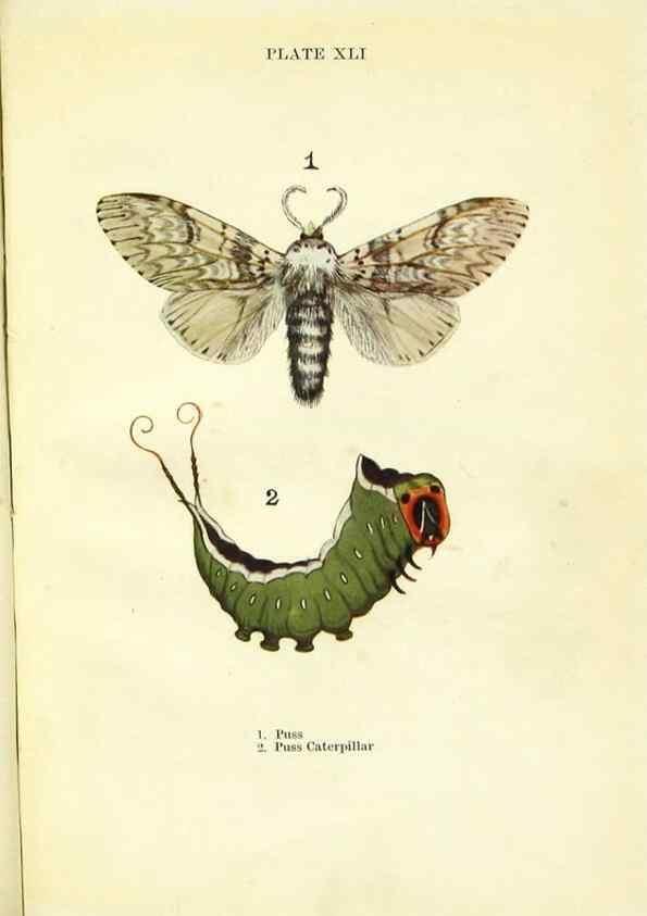 Reproducción/Reproduction 9264543330: Butterflies and moths,. London & Edinburgh,T.C. & E.C. Jack[1910]