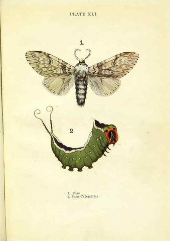 Reproducción/Reproduction 9264543330: Butterflies and moths,. London & Edinburgh,T.C. & E.C. Jack[1910]