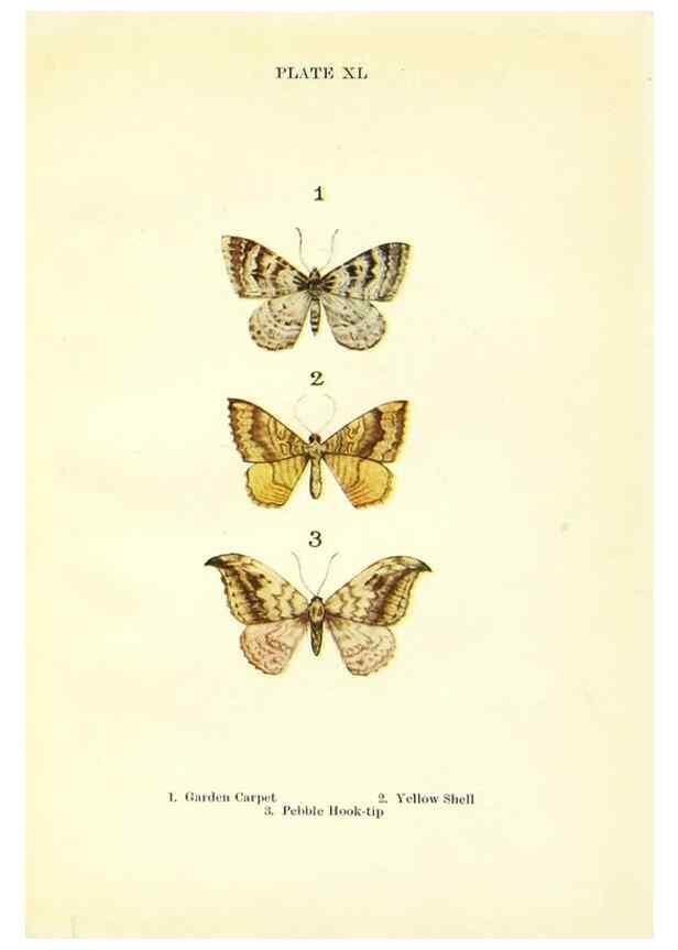 Reproducción/Reproduction 9261766913: Butterflies and moths,. London & Edinburgh,T.C. & E.C. Jack[1910]
