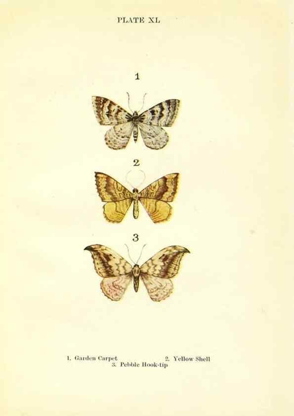 Reproducción/Reproduction 9261766913: Butterflies and moths,. London & Edinburgh,T.C. & E.C. Jack[1910]