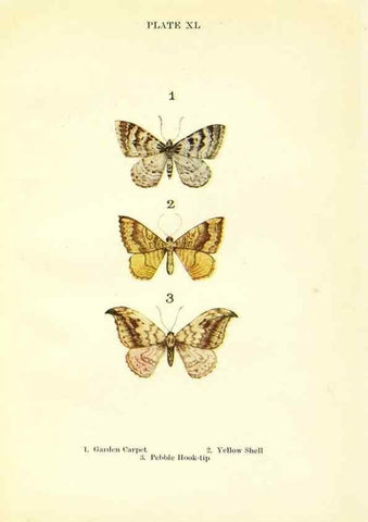 Reproducción/Reproduction 9261766913: Butterflies and moths,. London & Edinburgh,T.C. & E.C. Jack[1910]