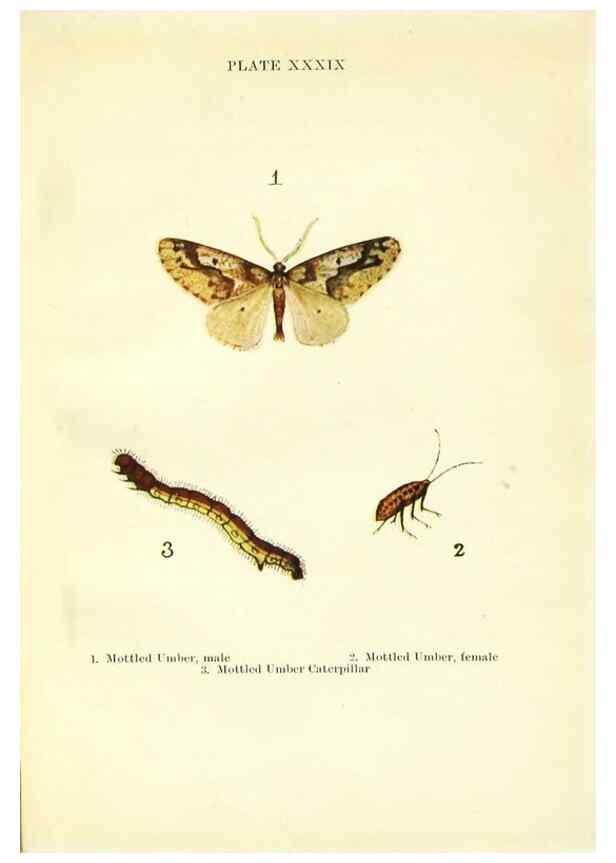 Reproducción/Reproduction 9261766223: Butterflies and moths,. London & Edinburgh,T.C. & E.C. Jack[1910]