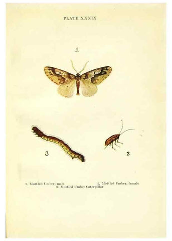 Reproducción/Reproduction 9261766223: Butterflies and moths,. London & Edinburgh,T.C. & E.C. Jack[1910]